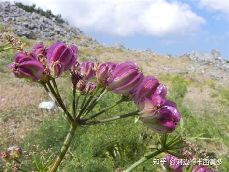 罗盘草|Silphium laciniatum L., 罗盘草 (世界植物区系)